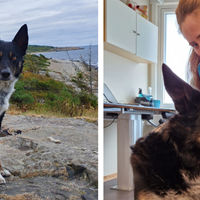 Haltende hund med stiv rygg og nakke fikk god effekt av osteopatibehandling