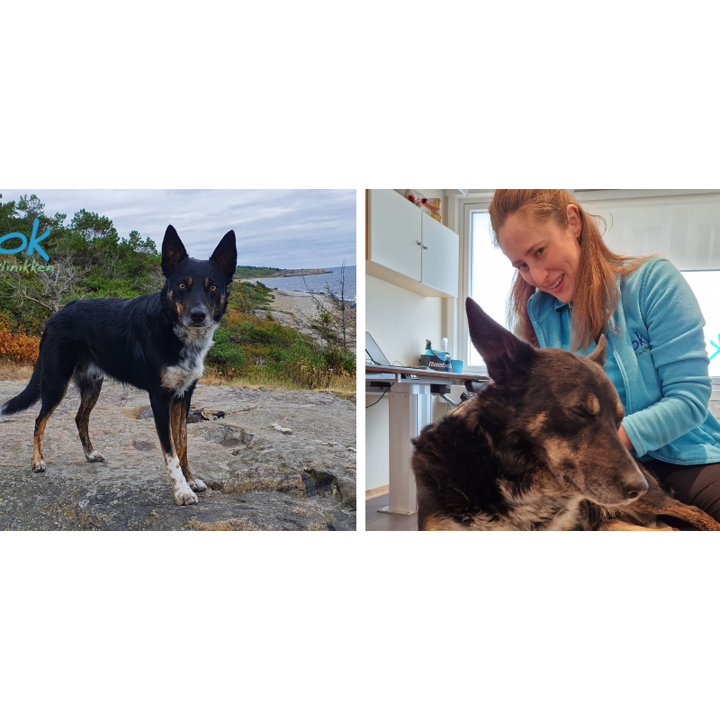 Haltende hund med stiv rygg og nakke fikk god effekt av osteopatibehandling